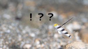 本当にMy器材は必要?レンタルじゃダメ?②:ダイビングの悩み