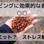 【痩せる?】ダイビングに効果的な香辛料【ストレス減?】